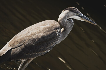 great blue heron
