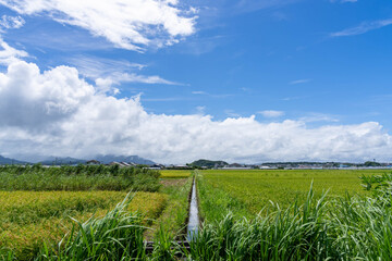 夏空と稲穂の道