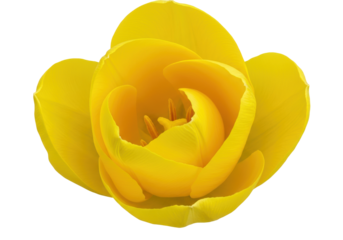 Vibrant yellow tulip in full bloom against a soft, blurred green background