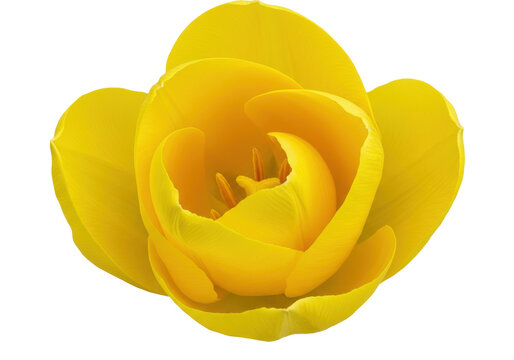 Vibrant yellow tulip in full bloom against a soft, blurred green background