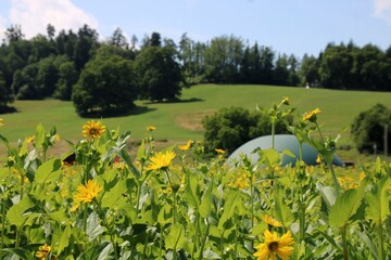 Silphie - Energiepflanze und Bienenweide Biogasanlage

