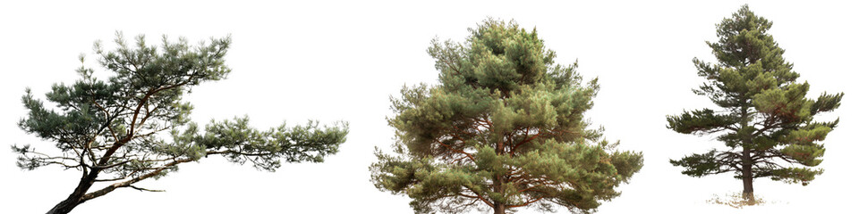 Collection of beautiful pine trees isolated on white or transparent background