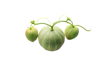 A ripe cantaloupe with a netted rind is connected by green vines to two smaller, unripe melons, all isolated on a transparent background
