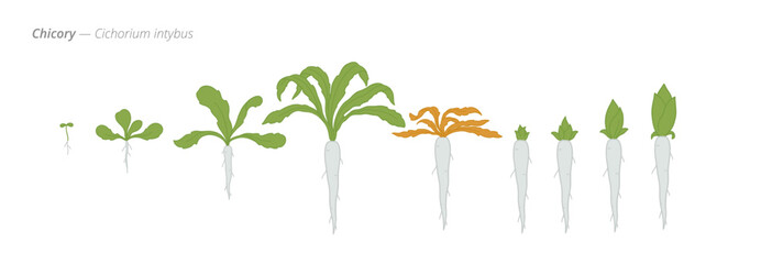 Illustrating the growth stages of chicory plants