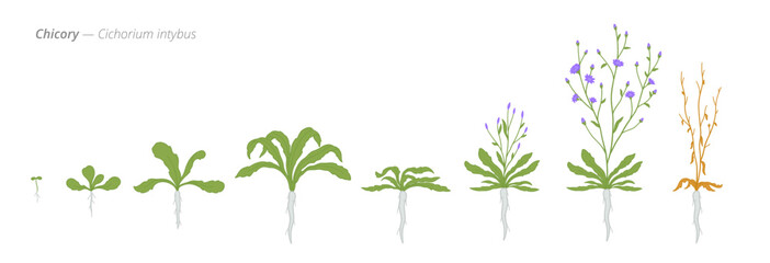 Growth stages of chicory from seed to harvest time