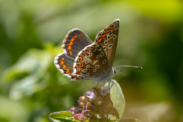 Ein Kleiner Sonnenröschen-Bläuling in der Seitenansicht auf einer Blüte sitzend