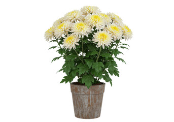 Vibrant potted yellow and white chrysanthemums in a rustic pot against a neutral backdrop
