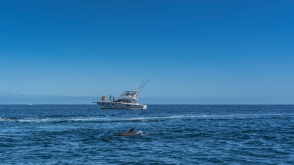 A tourist motorboat in the blue ocean. In the foreground, the backs and dorsal fins of dolphins are...