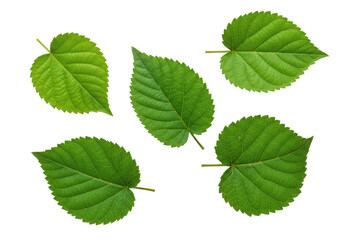 Collection of vibrant green leaves arranged artistically on a white background