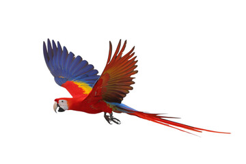 Colorful flying Scarlet Macaw parrot isolated on transparent background png file	