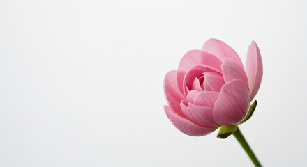 A pink ranunculus flower is centered on the right against a bright white background with a long green stem