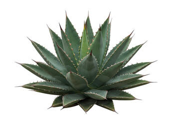 Vibrant green agave plant with sharp leaves, isolated on a white background, ideal for nature themes