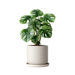 Healthy green monstera deliciosa plant in a white pot isolated on transparent background