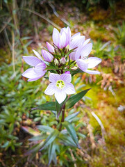 Pasochoa volcano, Pichincha province, Ecuador - July 5, 2025: Gentianella foliosa is a plant...
