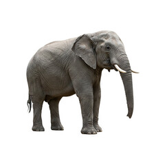 Obraz premium An elephant isolated on a transparent background generative AI