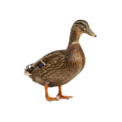 a duck standing on a white surface with a white background generative AI