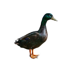 Full body mallard duck standing with vibrant green head and colorful feathers isolated on white background. Realistic waterfowl bird isolated on transparent background generative AI