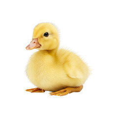 baby ducks are sitting relaxed generative AI
