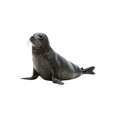 new-zealand fur seal isolated on white background generative AI