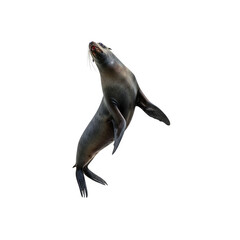 sea lion isolated on white transparent background generative AI