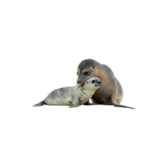 the moment a seal is loving its young generative AI