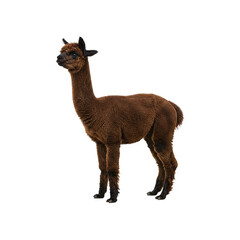 dark brown alpaca standing side view generative AI