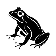 Frog on white background