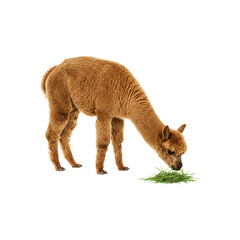 brown alpaca sniffing grass food generative AI