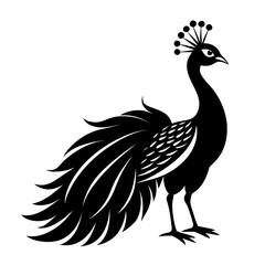 Peacock vector illustration