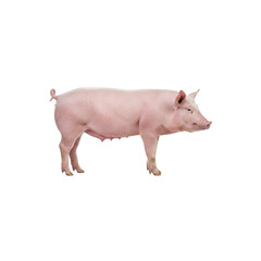 side view of pig ping generative AI