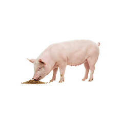 Ping pig is eating generative AI
