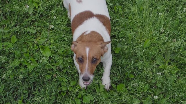 Angry dog jack russell terrier barking on lawn in park, high top view.