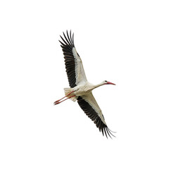 white stork flying side view generative AI