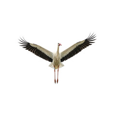 white stork flying front view generative AI