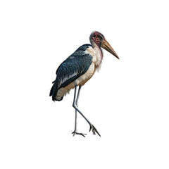 Leptophylous stork standing generative AI