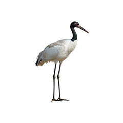 black headed crane standing generative AI