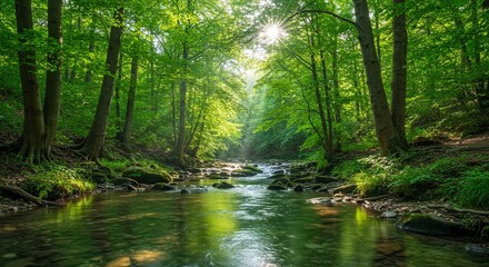 Obraz premium Forest stream sunlight serenity