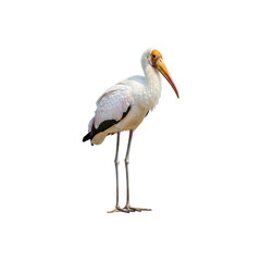 yellow billed stork standing sunbathing generative AI