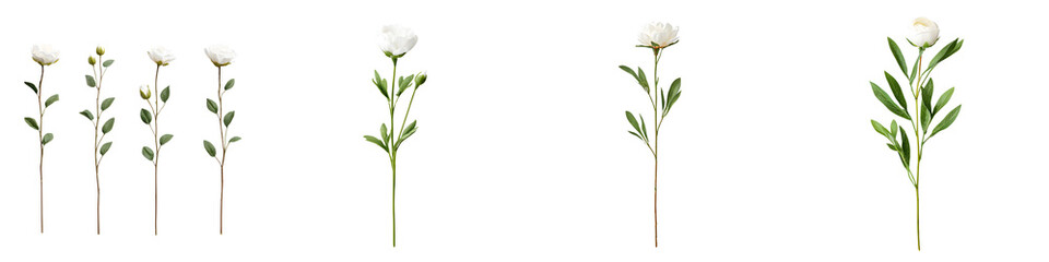 White Flowers with Green Stems - Botanical Illustration Set