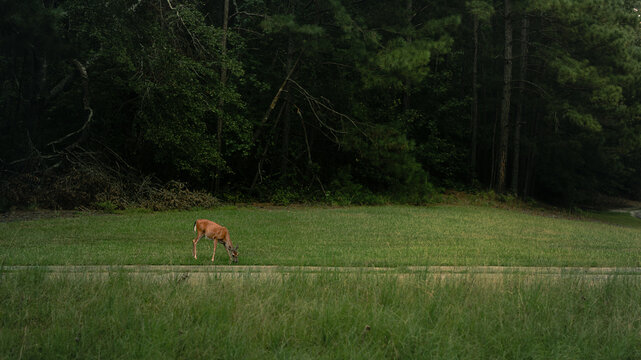 Went for a walk in the Grovetown woods