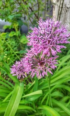 Decorative lush purple allium flowers close-up