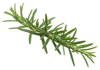 Fototapeta premium Fresh rosemary sprig isolated on white background, showcasing vibrant green leaves, ideal for culinary use