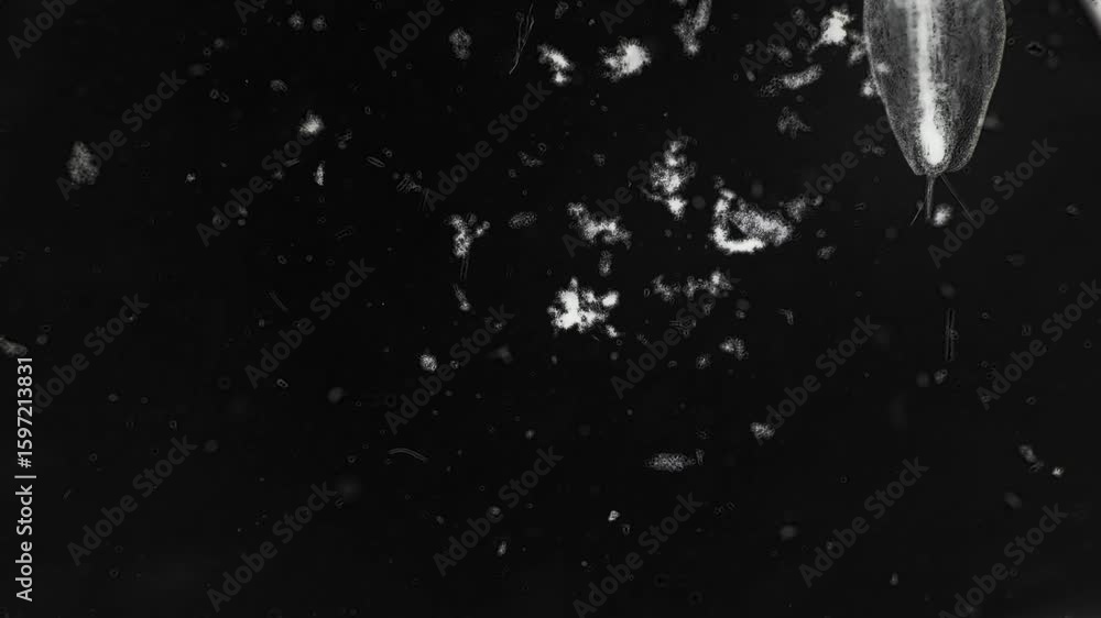Poster microscopic view of zooplankton and organic particles displaying unique patterns