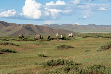 Mongolei Kamele Wildtiere Nomaden