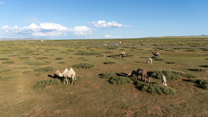 Mongolei Kamele Wildtiere Nomaden