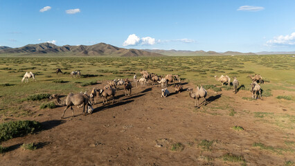 Kamele Herde Mongolei