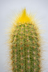 close-up of the top of a green cactus with dense, long, golden-yellow spines emerging from its...