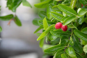Vibrant red Carissa carandas (Karonda) fruits hang from green branches with glossy leavesetal...