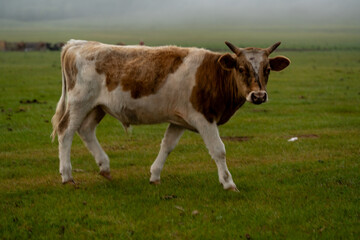 Kühe Rinder auf der Weide Wiese