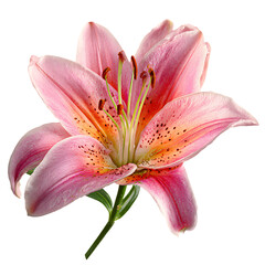 Pink lily flower isolated on black background